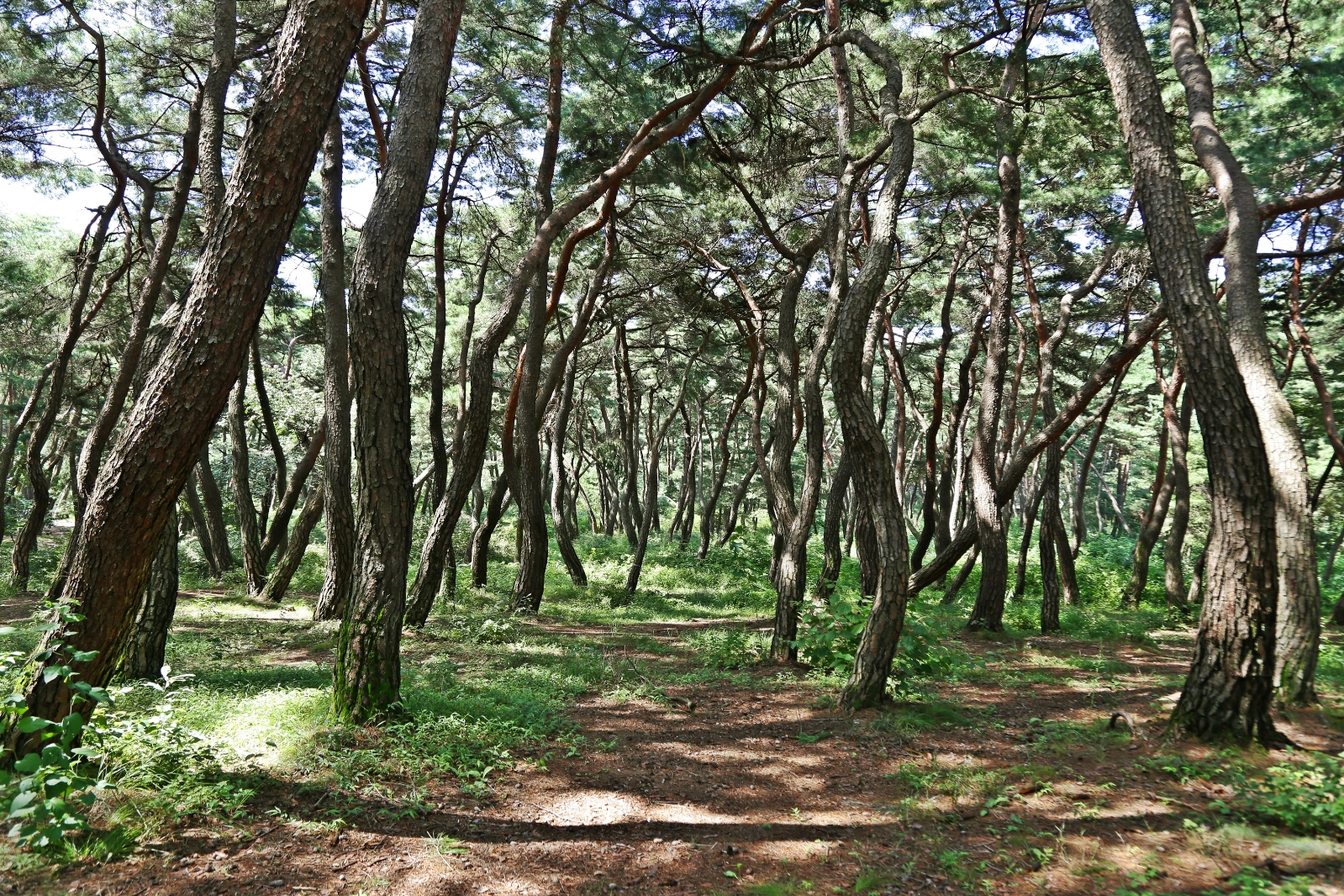 경주 남산 소나무 숲길