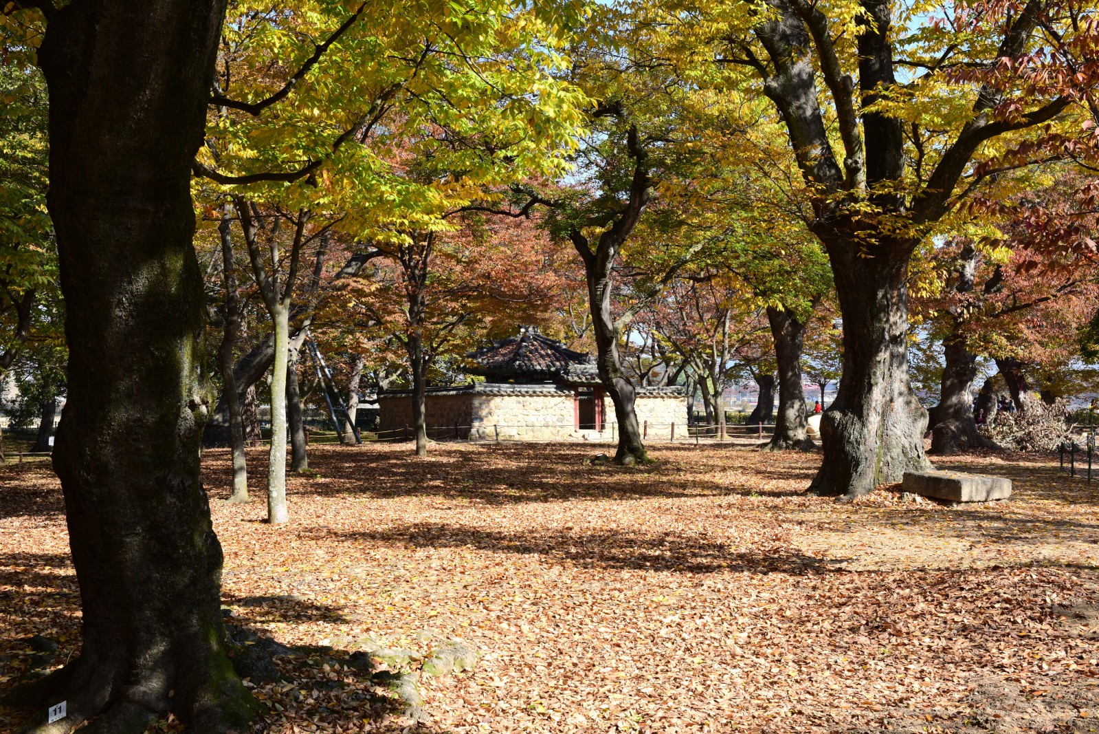 경주 계림 가을 단풍
